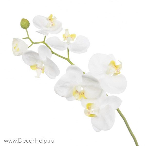 Орхидея белая арт: DCF001