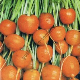 Морковь сорт "ПАРИЖСКИЙ РЫНОК" (Parijse Markt)  5 гр