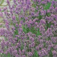 Лаванда  сорт  "ИСТИНА"   (Lavendel echte)   200 семян