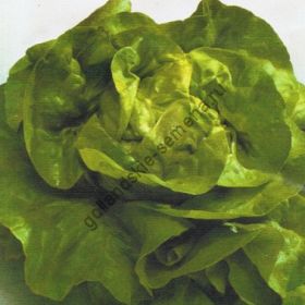 Салат  сорт "МИЛАН" (Milan)  0.15 гр. семян