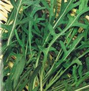 Рукола  сорт "ВИЛДЕ" (Rucola wilde)  2,5 гр.  8000 семян