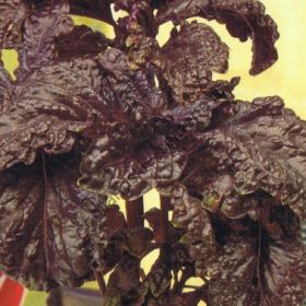 Базилик  сорт "САЛАТНЫЙ ФИОЛЕТ" (slabladig paars)   1.5 гр.  850 семян