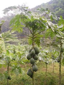 Папайя  сорт "МЕКСИКАНСКИЙ" (papaya Mexican)   10 семян