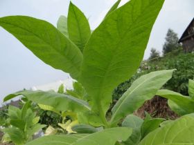 Семена табака сорта Американ 14. Семян 5-6 тыс.шт. всх.50%