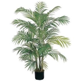 Пальма  сорт "АРЕКА"  (Areca palm)   10 семян