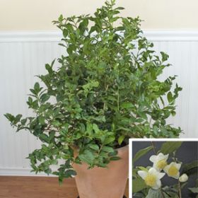 Камелия "КИТАЙСКАЯ" (Camellia sinensis) 10 семян