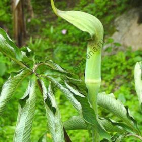 Аризема сорт  "ИЗВИЛИСТАЯ"  (Arisaema tortuosum)   10 семян