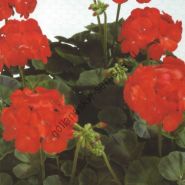 Пеларгония сорт "СКАРЛЕТ Ф2"(Scarlet F2) 20 семян