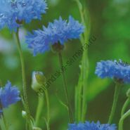 Василёк сорт "КЛАССИКА"(Korenbloem blauw) 225 семян
