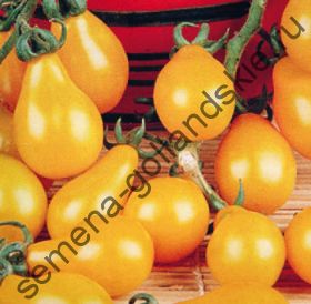 Томат сорт "ЖЕЛТАЯ ГРУША" (Yellow pear) 10 семян