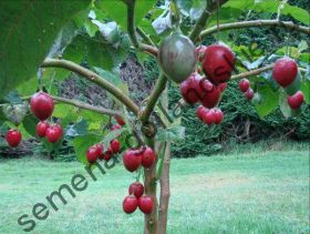 Томатное дерево (Cyphomandra betacea) 10 семян