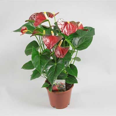 Комнатное растение - цветы Антуриум Беби