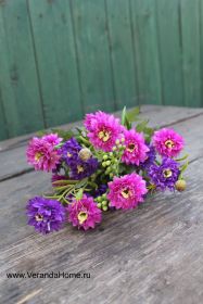 Хризантемка садовая пурпурная