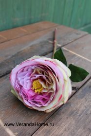 Роза пионовидная пурпурная