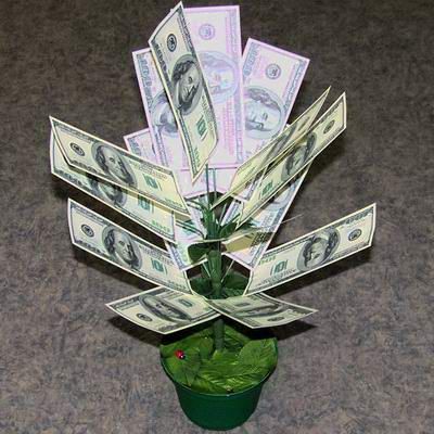 Назовешь «денежным деревом» не то растение – не будет ни денег, ни удачи | Дмитрий Семенов | Дзен