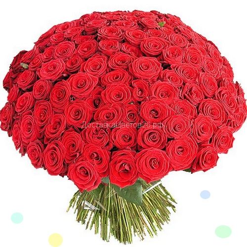 51 и 101 красная роза (высота 30, 40 см)