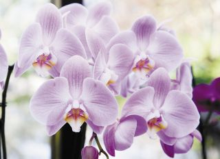 Почтовая открытка Орхидея Phalaenopsis