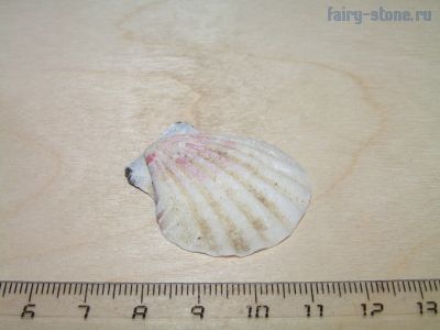 Морская раковина двустворчатой малюски  из рода Pecten
