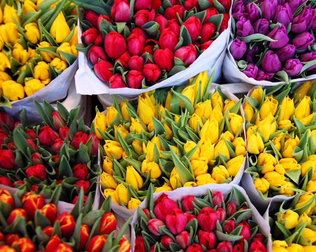 Купить тюльпан в москве доставка цветов куб