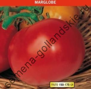 Томат Марглоб описание сорта помидоров характеристики посадка и выращивание Болезни и вредители Отзывы и достоинства Недостатки