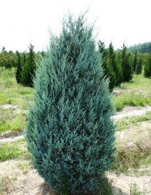 Можжевельник Скальный Мунглоу (Juniperus scopulorum Moonglow)