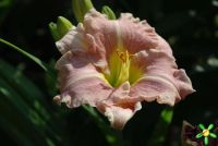 Лилейник 'Романтик Роуз' / Hemerocallis 'Romantik Rose'