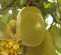 Jackfruit Flavor. Объем 5 мл.