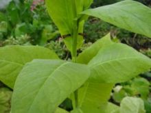 Семена табака Американ Бахчисарайский.  Семян 5-6 тыс.шт. всх.50%