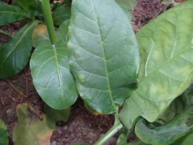 Семена табака сорта Басма.Семян 5-6 тыс.шт. всх.50%