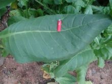 Семена табака сорта Берли от Гнома