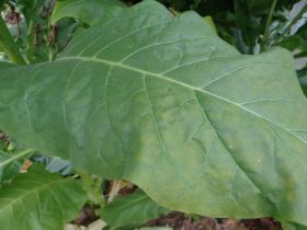 Семена табака сорта Virginia Gold Leaf 939.