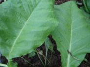 Семена табака сорта Вирджиния Арома