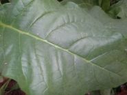Сигарные. Сорт Habano /Honduras