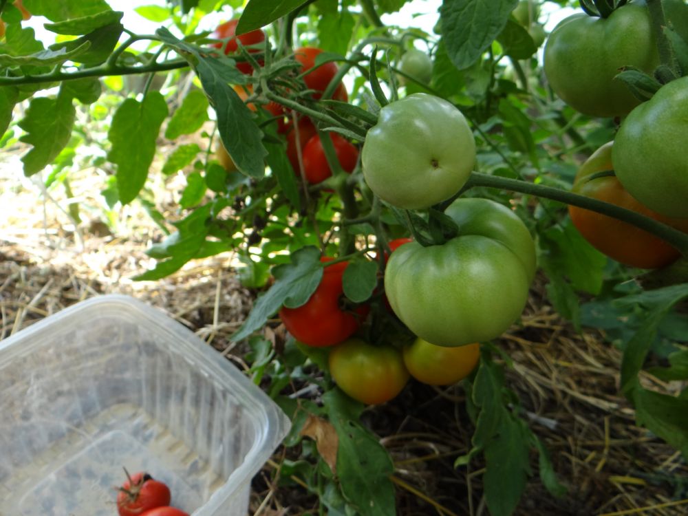 История и описание сорта помидоров 
