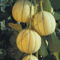 Дыня сорт "ЧАРАНТАИС-КАНТАЛУП" (Cantaloup Charentais )  1 гр. семян