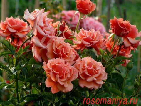 роза энн хендерсон фото и описание отзывы
