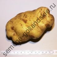 Картофель "Устойчивый к Фитофторозу" (Late Blight Tolerant) 10 семян