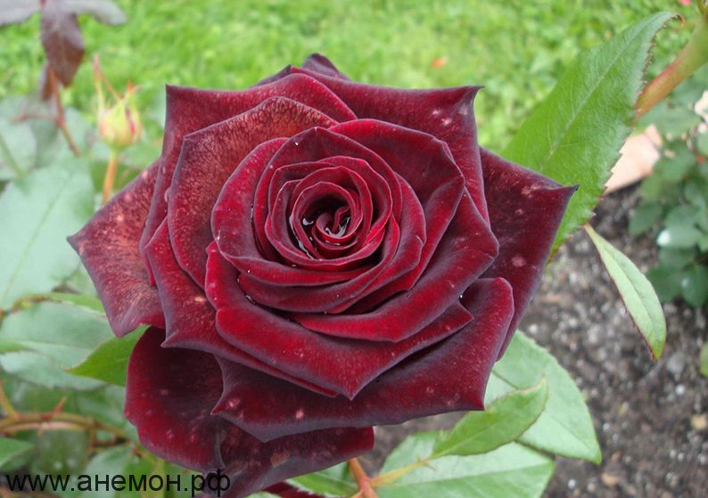Роза чайно-гибридная "Черная Магия"
