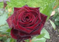 Роза чайно-гибридная "Черная Магия"