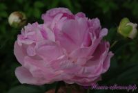 Пион травянистый 'Пинк Гийант' / Peonia 'Pink Giant'