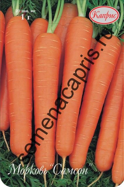 Морковь Самсон (Нидерланды)