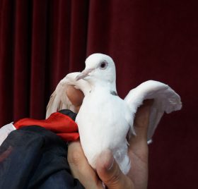 Сумка для голубя со вспышкой - Dove Bag