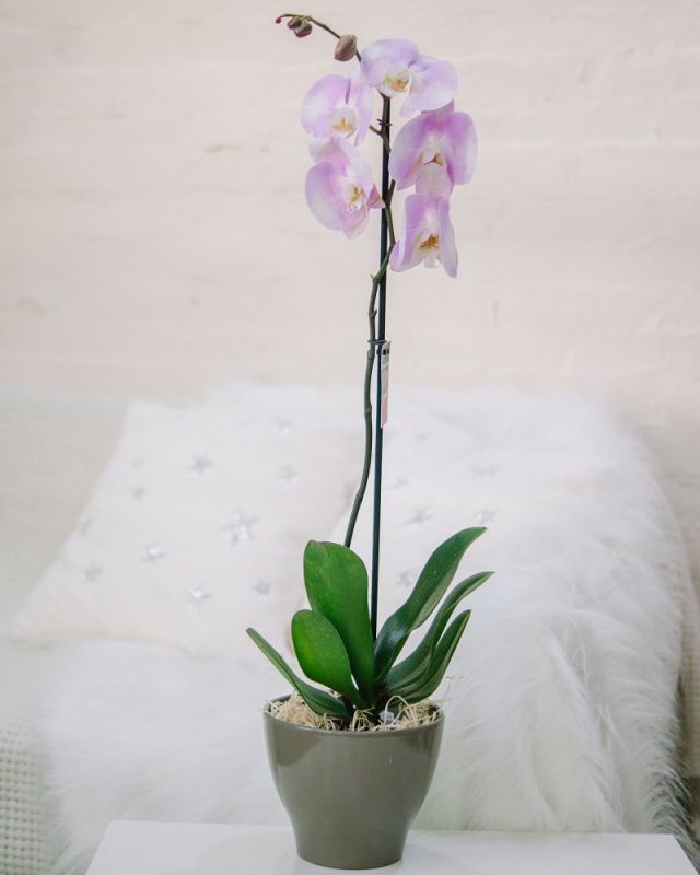 Орхидея Фаленопсис 1ст Микс Д-12