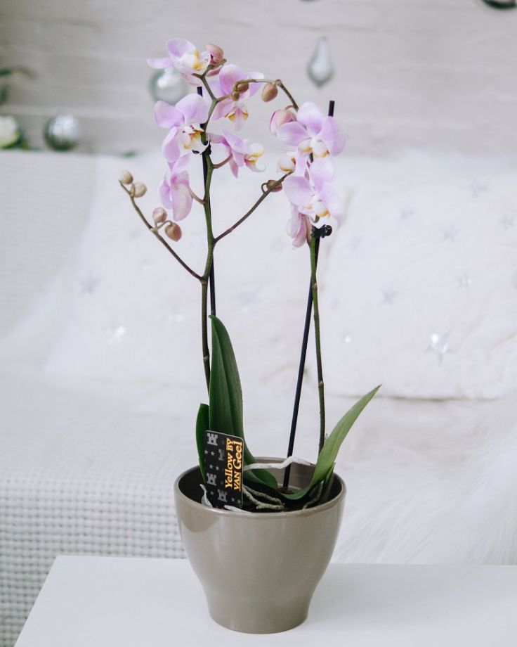 Орхидея Фаленопсис 2ст Бело-розовая Д-12