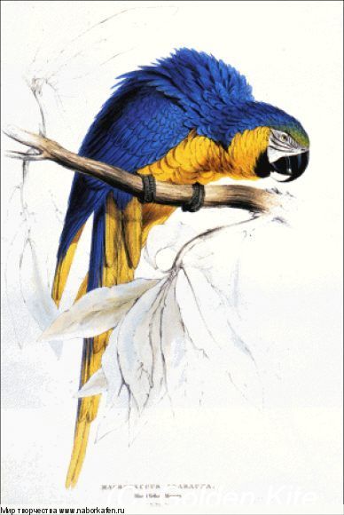 1311 Blue and Yellow Macaw 2