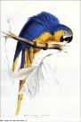 1311 Blue and Yellow Macaw 2