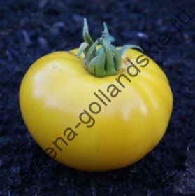 Томат "МАРМАНДЕ ЖЁЛТЫЙ" (Marmande yellow) 10 семян