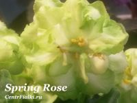Spring Rose (LLG/P. Sorano)