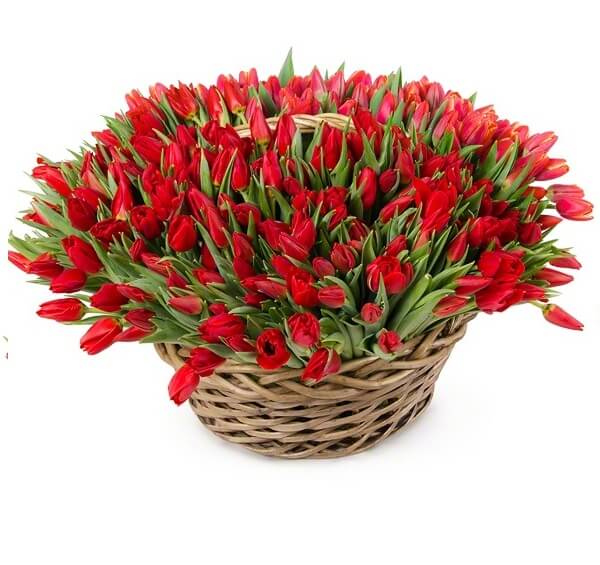 301 тюльпан (красный)
