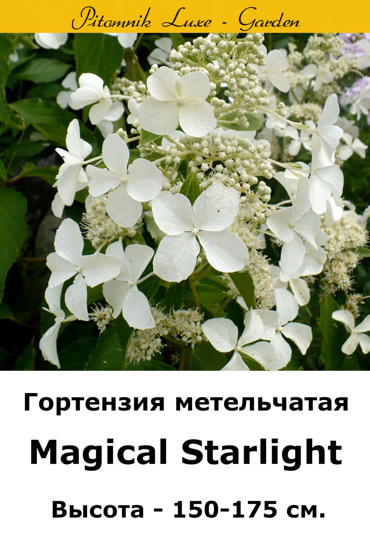 Гортензия метельчатая Magical Starlight